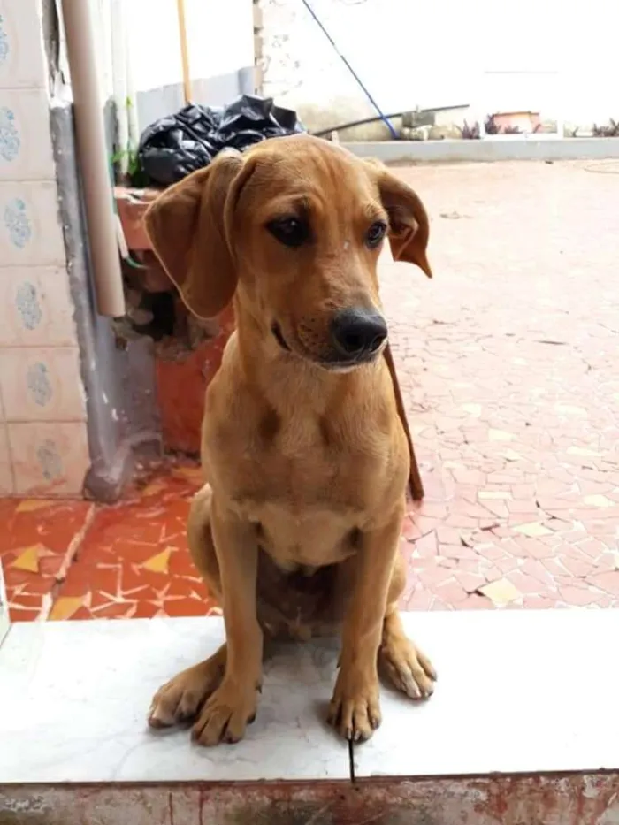 Cachorro ra a SRD idade 2 a 6 meses nome Amendoim