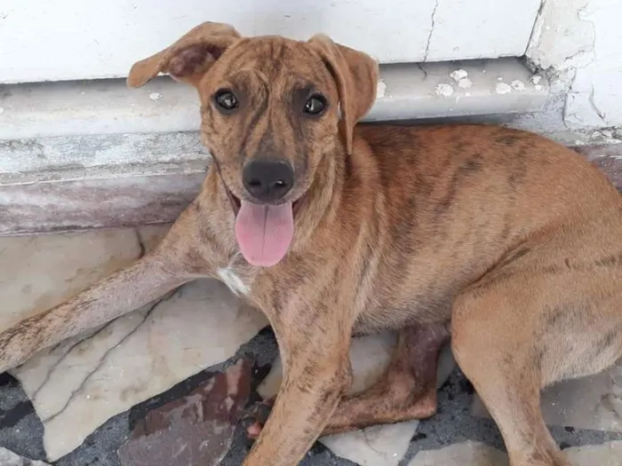 Cachorro ra a SRD idade 2 a 6 meses nome Chili 