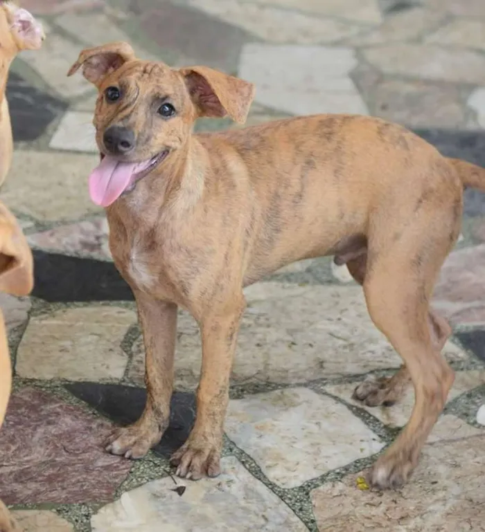 Cachorro ra a SRD idade 2 a 6 meses nome Chili 