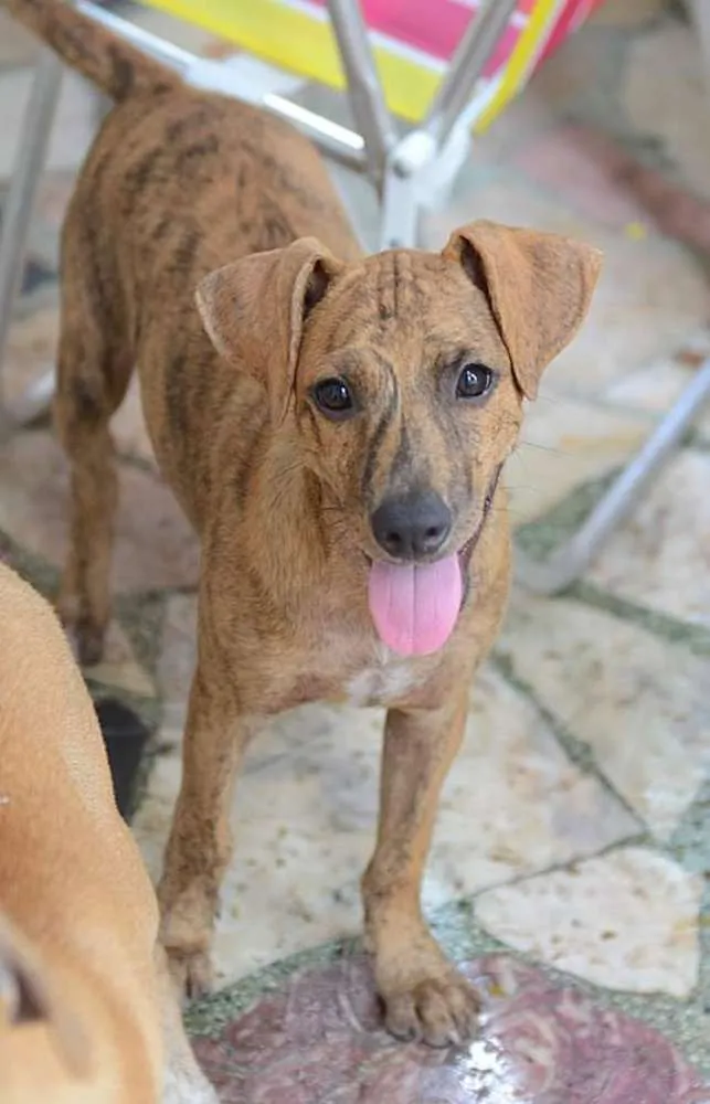 Cachorro ra a SRD idade 2 a 6 meses nome Chili 