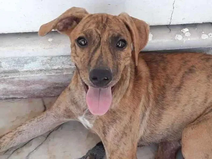 Cachorro ra a SRD idade 2 a 6 meses nome Chili 