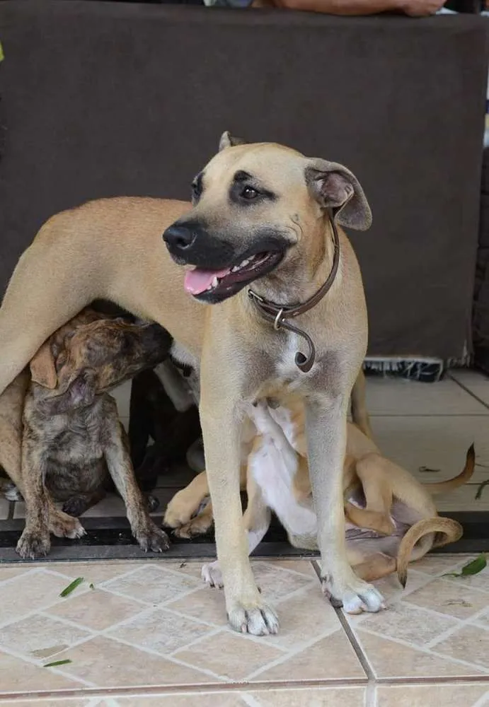Cachorro ra a SRD idade 1 ano nome Mel