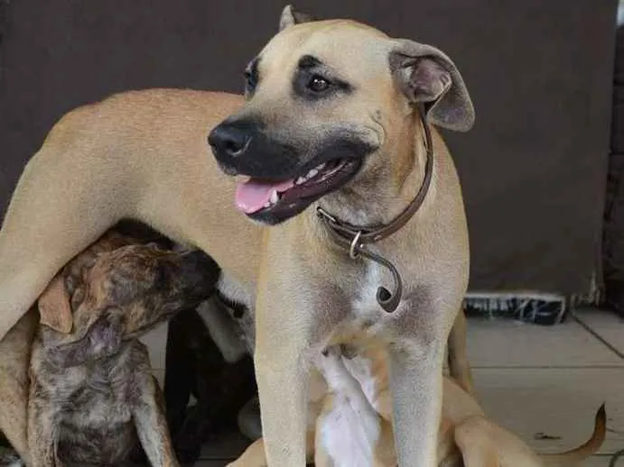 Cachorro ra a SRD idade 1 ano nome Mel