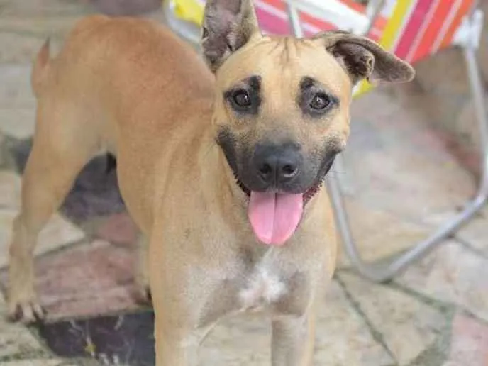 Cachorro ra a SRD idade 1 ano nome Mel