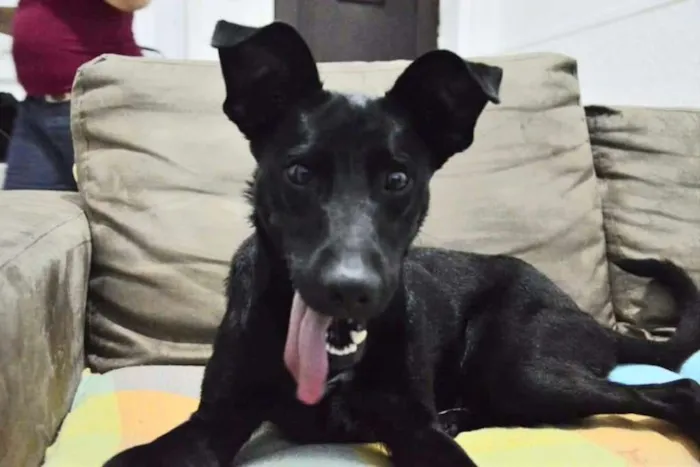 Cachorro ra a SRD idade 1 ano nome Amora