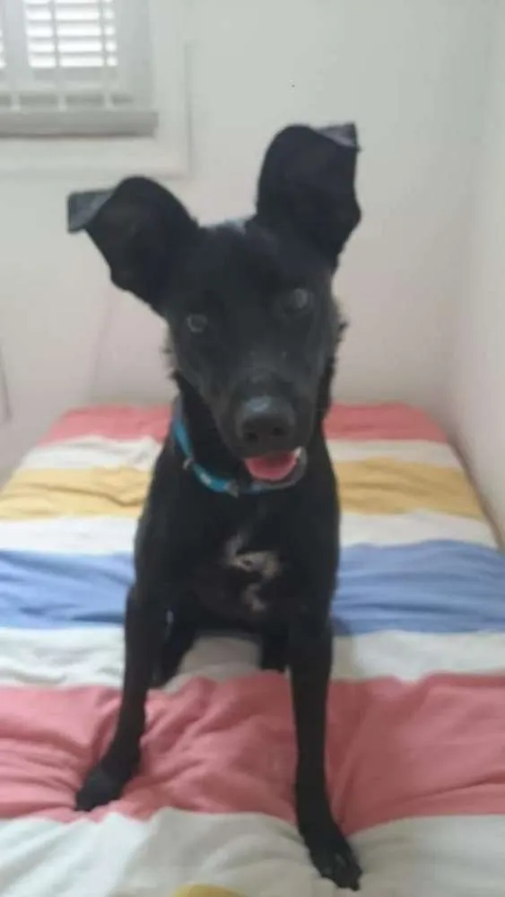 Cachorro ra a SRD idade 1 ano nome Amora