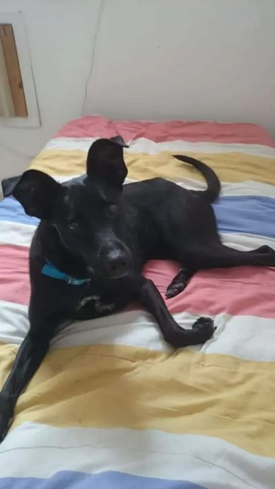 Cachorro ra a SRD idade 1 ano nome Amora