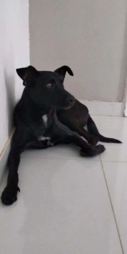 Cachorro ra a SRD idade 1 ano nome Amora