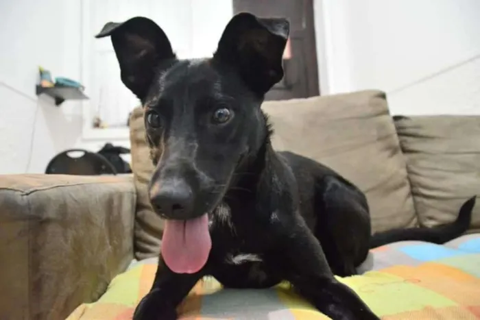 Cachorro ra a SRD idade 1 ano nome Amora