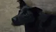 Amora