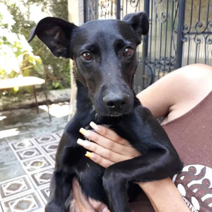 Cachorro ra a SRD idade 1 ano nome Amora