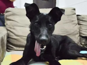Cachorro raça SRD idade 1 ano nome Amora