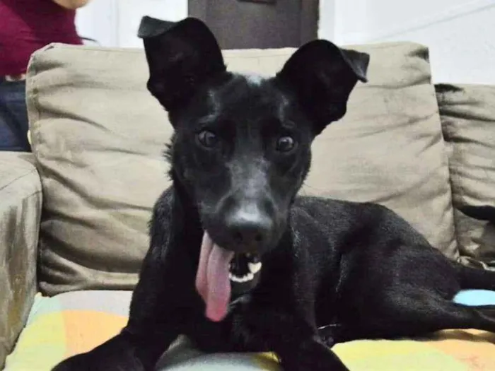 Cachorro ra a SRD idade 1 ano nome Amora