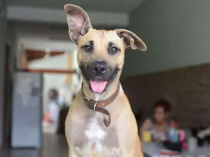 Cachorro raça SRD idade 1 ano nome Mel