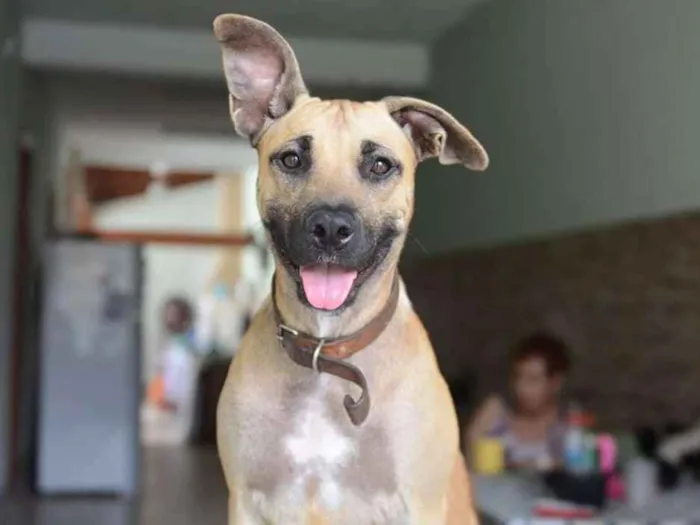 Cachorro ra a SRD idade 1 ano nome Mel