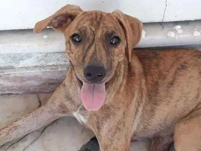 Cachorro ra a SRD idade 2 a 6 meses nome Chili 
