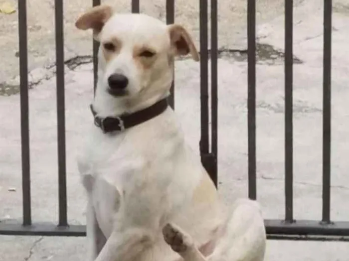 Cachorro ra a Vira lata idade  nome Não sei 