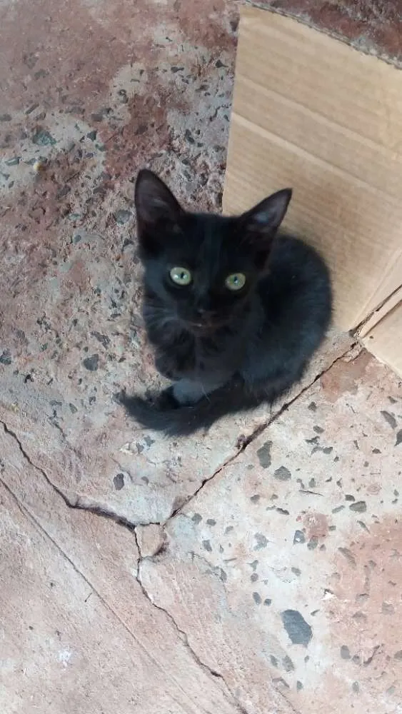 Gato ra a Preto de olhos verdes idade 2 a 6 meses nome Gatinhos