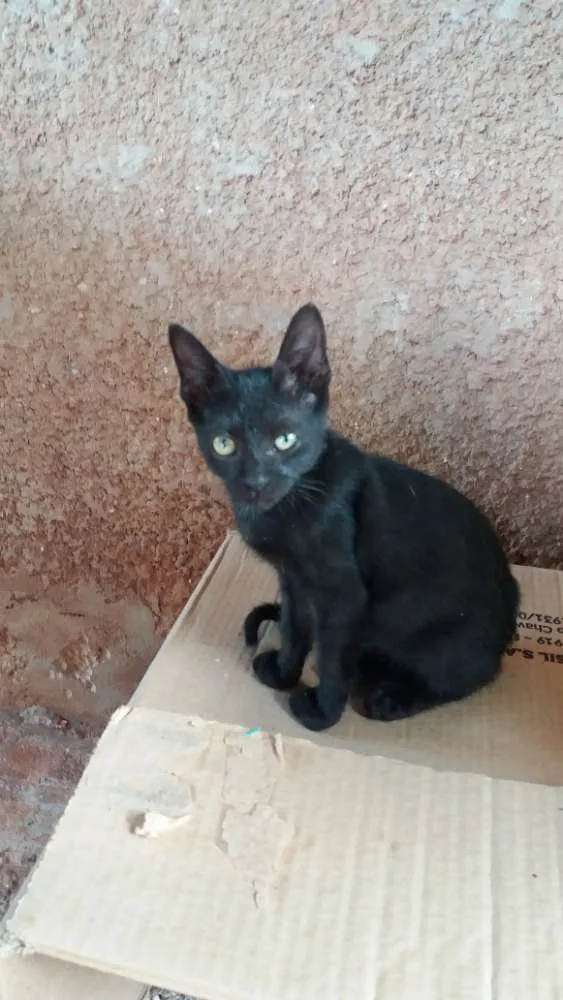 Gato ra a Preto de olhos verdes idade 2 a 6 meses nome Gatinhos