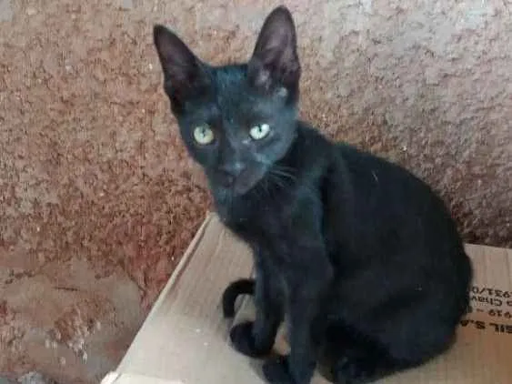 Gato ra a Preto de olhos verdes idade 2 a 6 meses nome Gatinhos