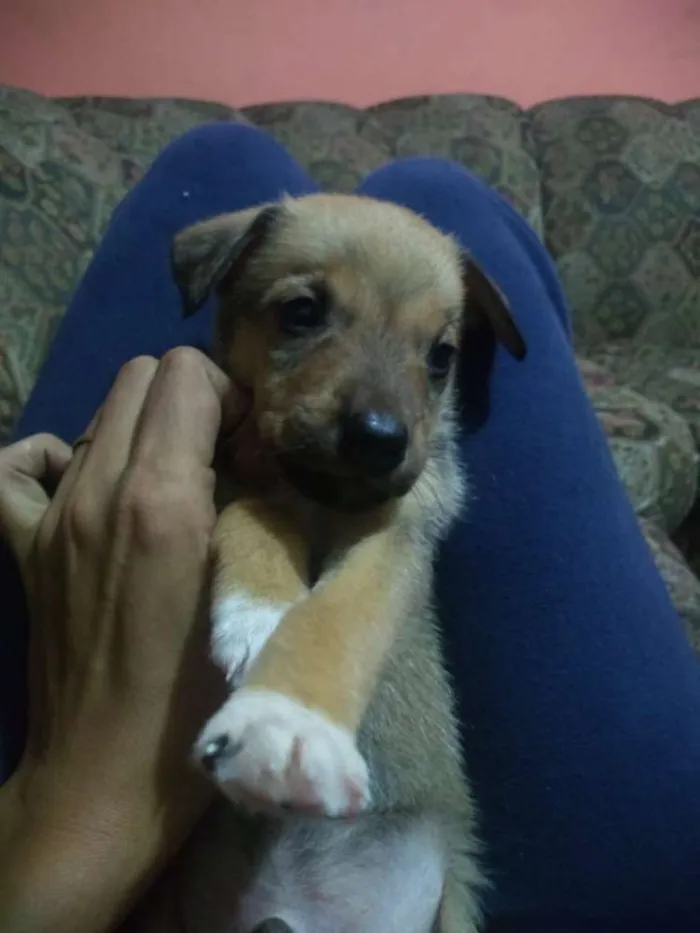 Cachorro ra a Vira lata idade 2 a 6 meses nome Ainda não tem