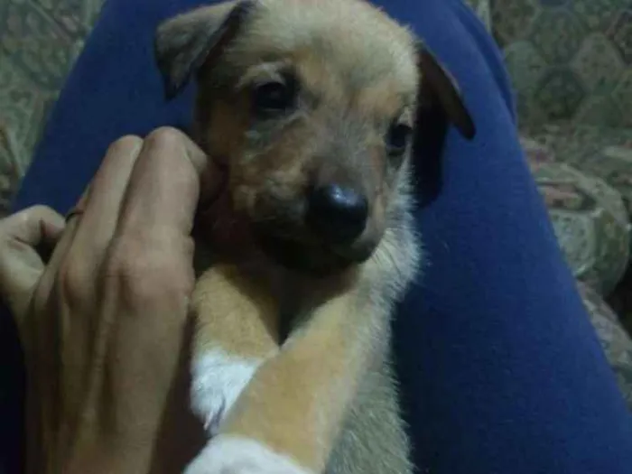 Cachorro ra a Vira lata idade 2 a 6 meses nome Ainda não tem
