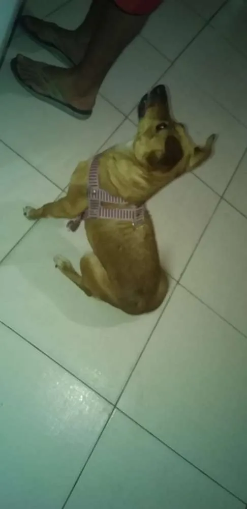 Cachorro raça Vira-lata idade 4 anos nome Jully