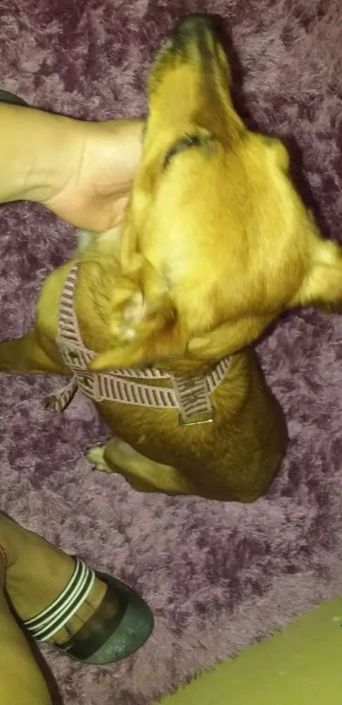 Cachorro raça Vira-lata idade 4 anos nome Jully