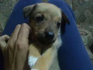 Cachorro raça Vira lata idade 2 a 6 meses nome Ainda não tem