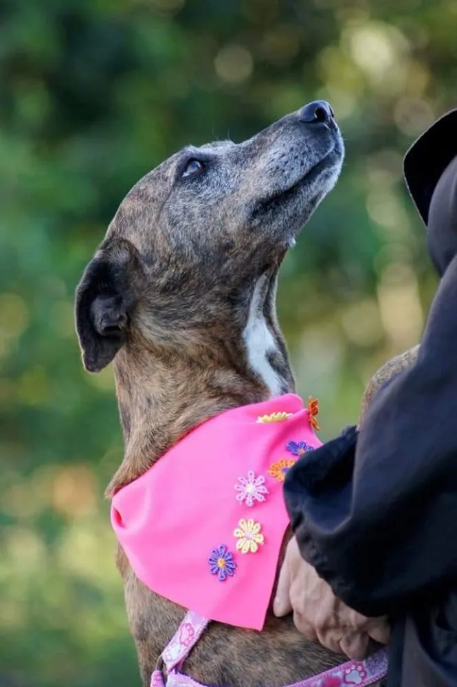 Cachorro ra a Mix belga  idade 5 anos nome Não se ir 