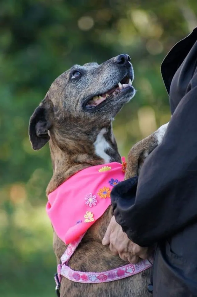Cachorro ra a Mix belga  idade 5 anos nome Não se ir 