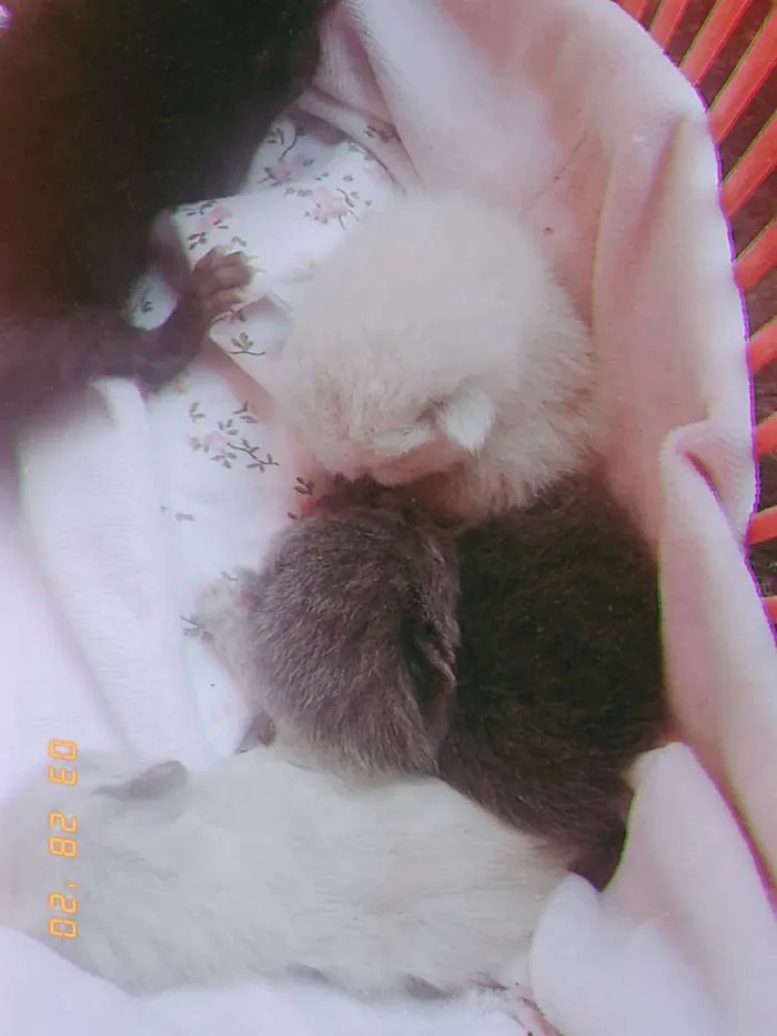 Gato ra a Não sei idade Abaixo de 2 meses nome Não tem 