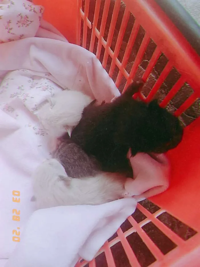 Gato ra a Não sei idade Abaixo de 2 meses nome Não tem 