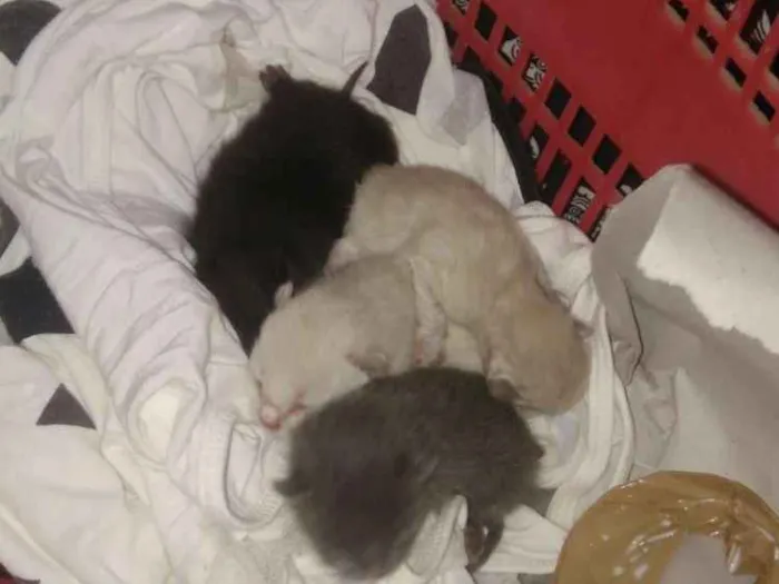 Gato ra a Não sei idade Abaixo de 2 meses nome Não tem 