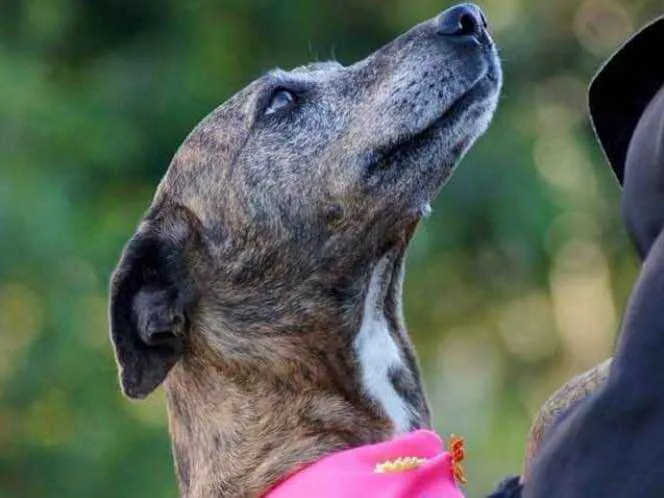 Cachorro ra a Mix belga  idade 5 anos nome Não se ir 
