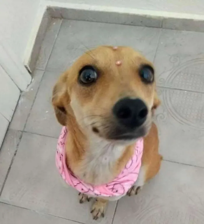 Cachorro ra a Srd idade 1 ano nome Lua