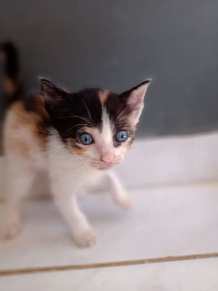 Gato raça  idade Abaixo de 2 meses nome No momento sem nome