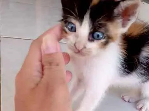Gato raça  idade Abaixo de 2 meses nome No momento sem nome
