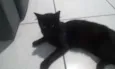 Pretinho