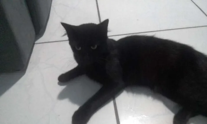 Gato raça  idade 1 ano nome Pretinho