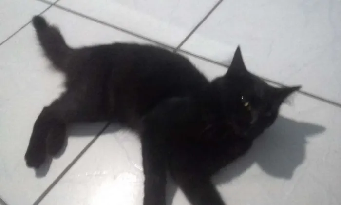 Gato raça  idade 1 ano nome Pretinho
