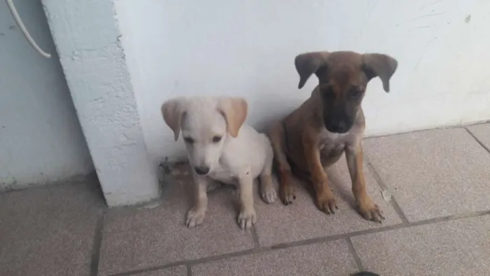 Cachorro ra a SRD idade 2 a 6 meses nome Sem nome_ filhote