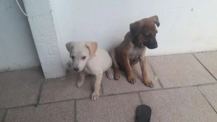 Cachorro ra a SRD idade 2 a 6 meses nome Sem nome_ filhote