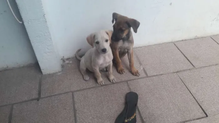 Cachorro ra a SRD idade 2 a 6 meses nome Sem nome_ filhote