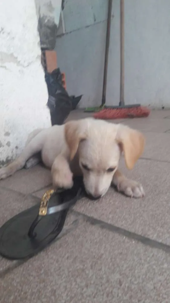 Cachorro ra a SRD idade 2 a 6 meses nome Sem nome_ filhote