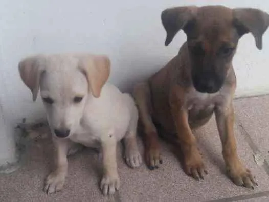 Cachorro ra a SRD idade 2 a 6 meses nome Sem nome_ filhote