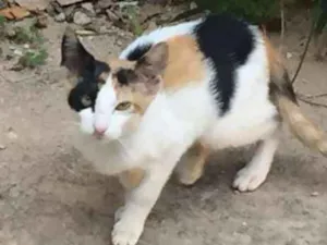 Gato raça  idade 2 a 6 meses nome ADOTE