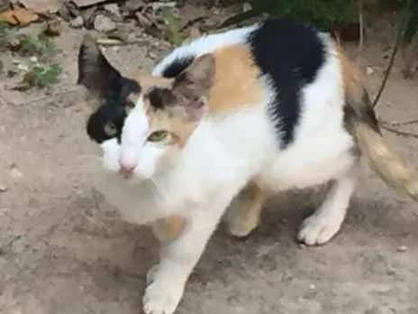 Gato ra a  idade 2 a 6 meses nome ADOTE