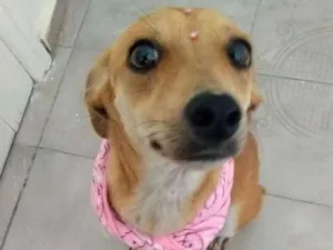 Cachorro raça Srd idade 1 ano nome Lua