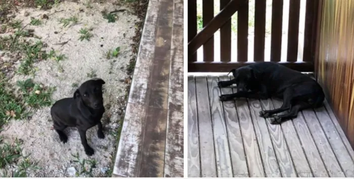 Cachorro ra a Não sei idade 7 a 11 meses nome NAo sei 